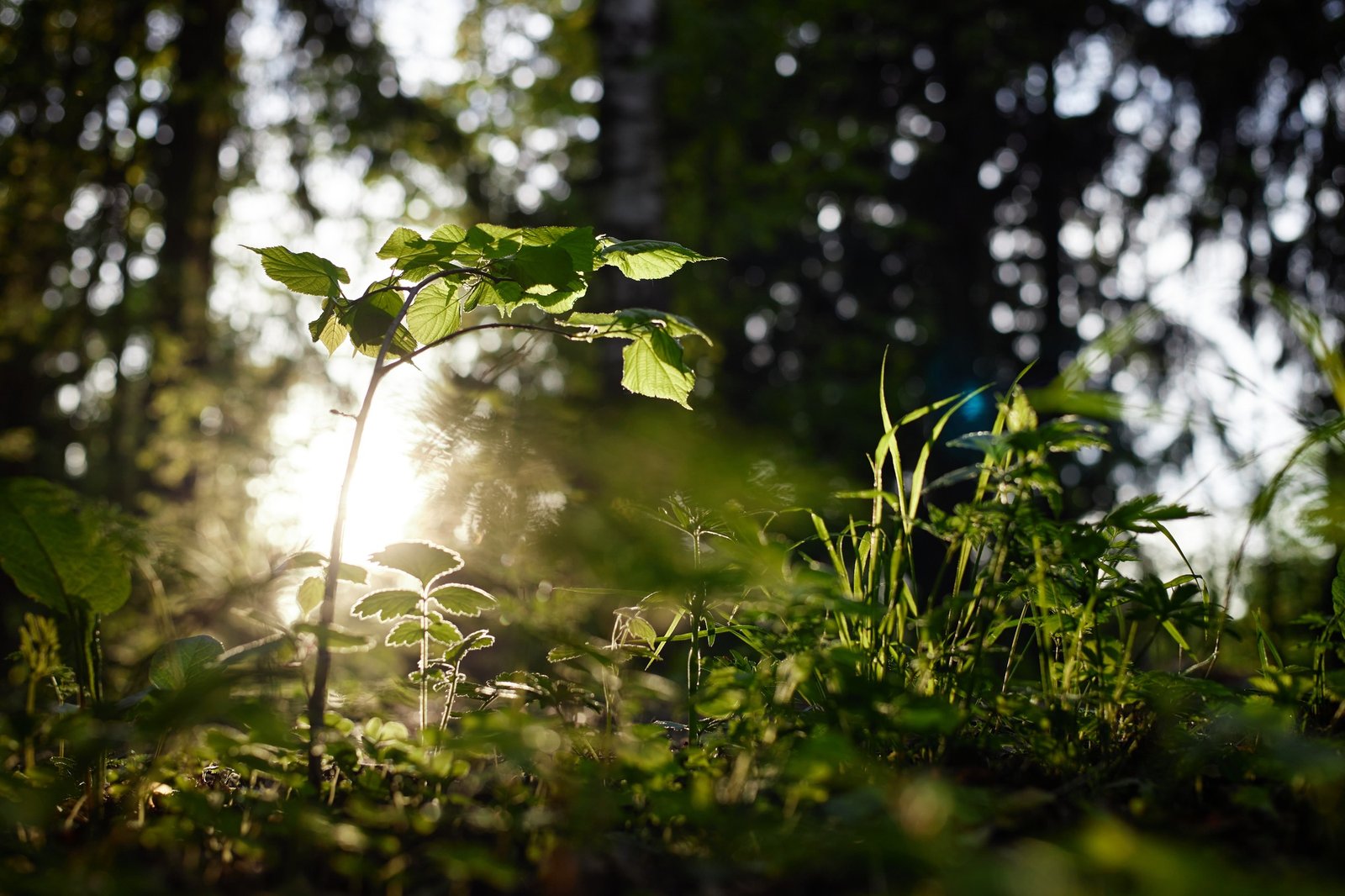 Young Green Plant Growing in Forest with Sunlight Shining through Trees